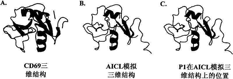 Polypeptide capable of binding to NKp80 receptor and application thereof