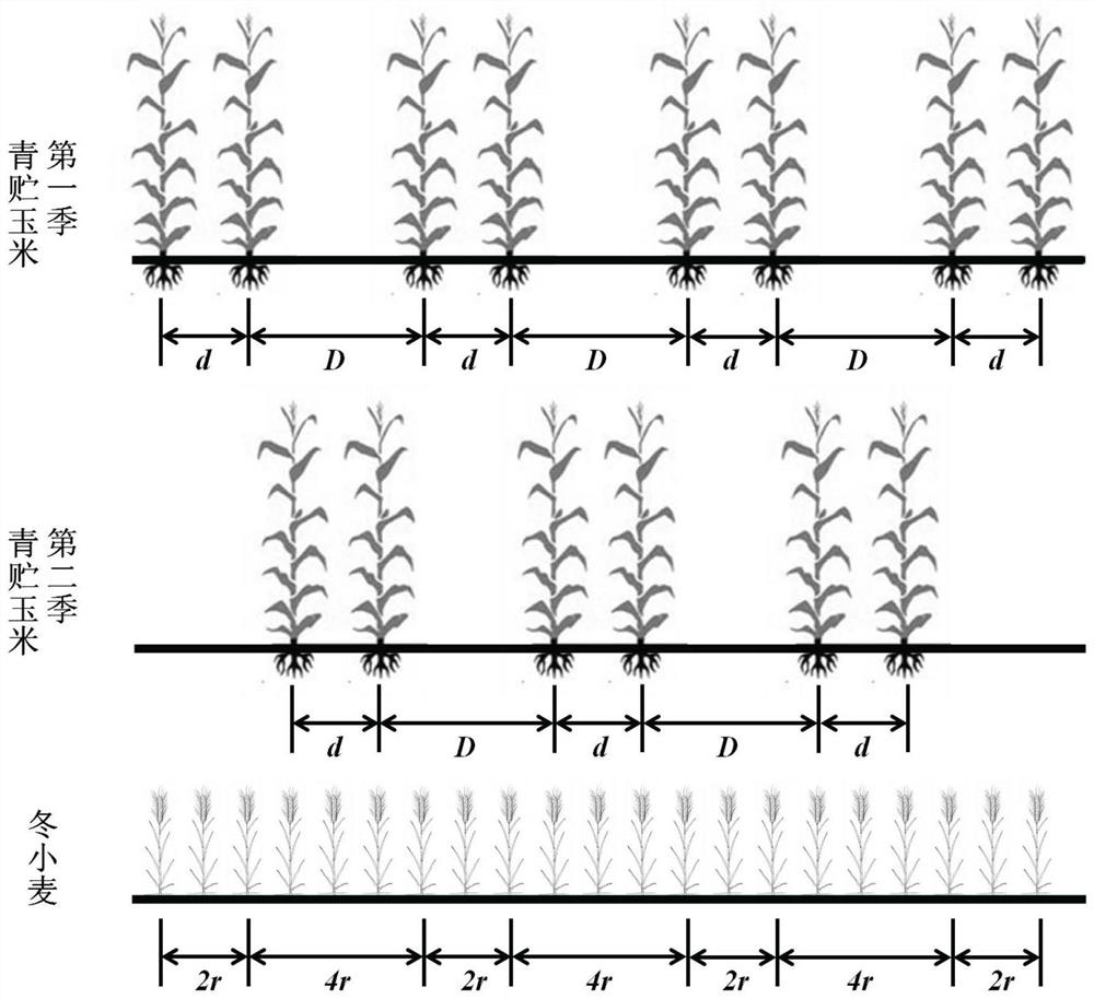 Double-cropping silage corn-winter wheat high-yield and high-efficiency planting method