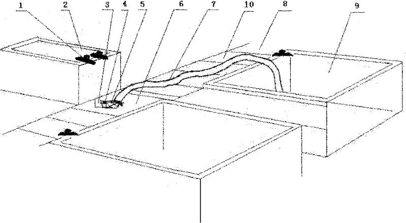 Method for inducing spawning of parent Solen grandis and collecting fertilized eggs