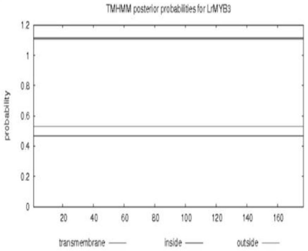 MYB transcription inhibition factor LrMYB3 related to lycium ruthenicum anthocyanin synthesis and application thereof