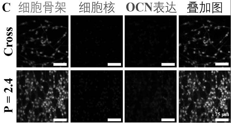 Conch-imitating bioactive scaffold as well as preparation method and application thereof