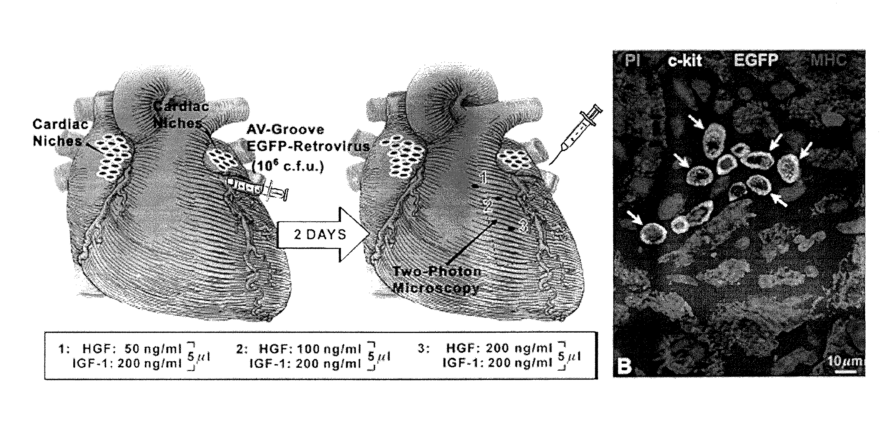 Methods of isolating non-senescent cardiac stem cells and uses thereof