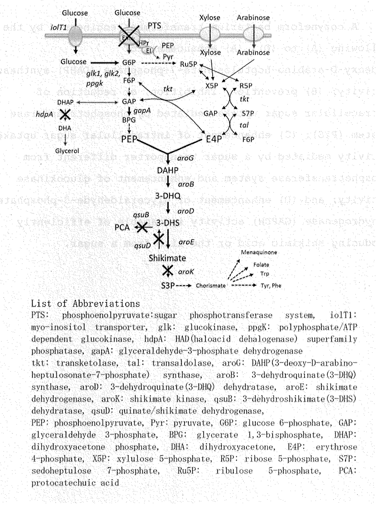 Coryneform bacterium transformant and process for producing organic compound using the same