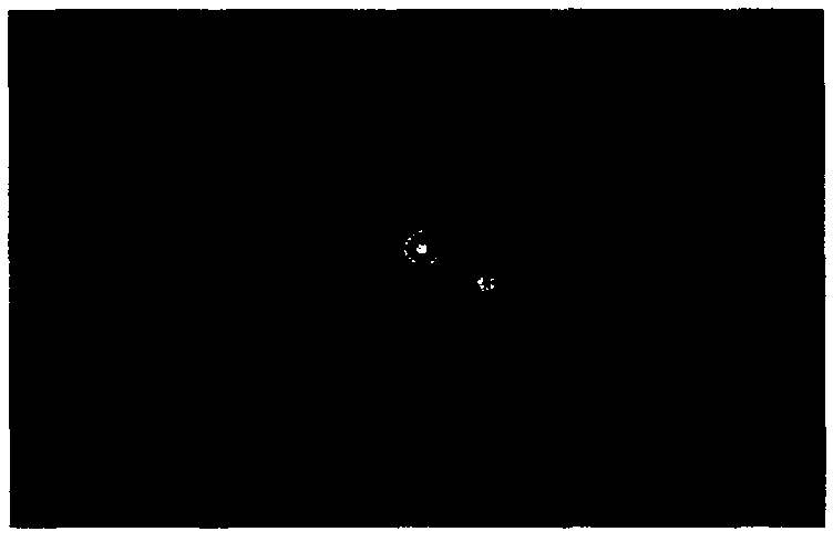 Gastric stasis system of total alkaloids of coptis and evodia rutaecarpa as well as preparation method and application thereof