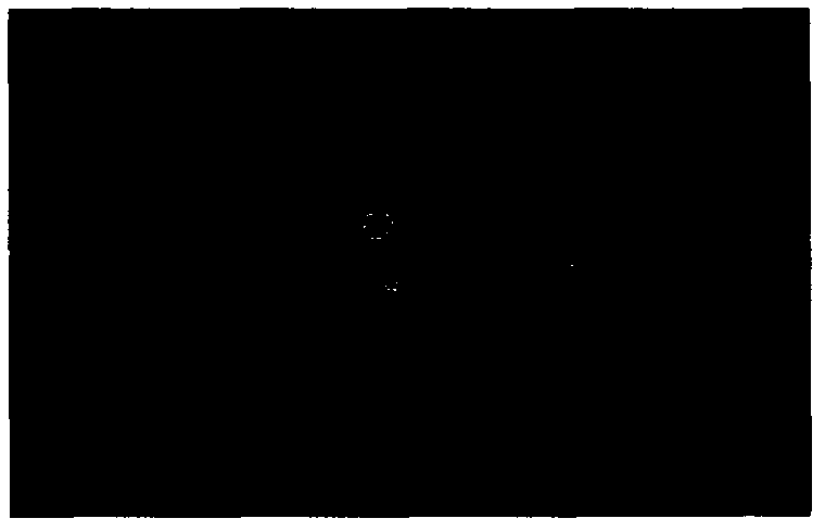 Gastric stasis system of total alkaloids of coptis and evodia rutaecarpa as well as preparation method and application thereof