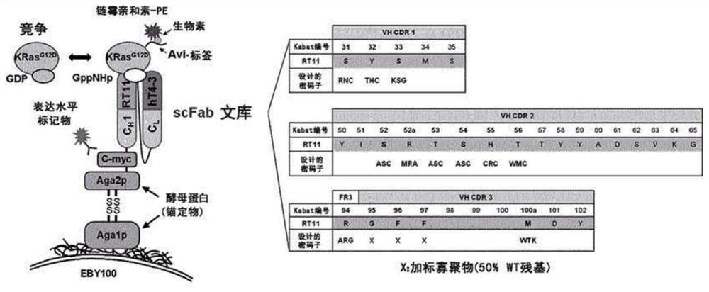 Antibody inhibiting activated ras in cell by internalizing into cytosol of cell, and use thereof