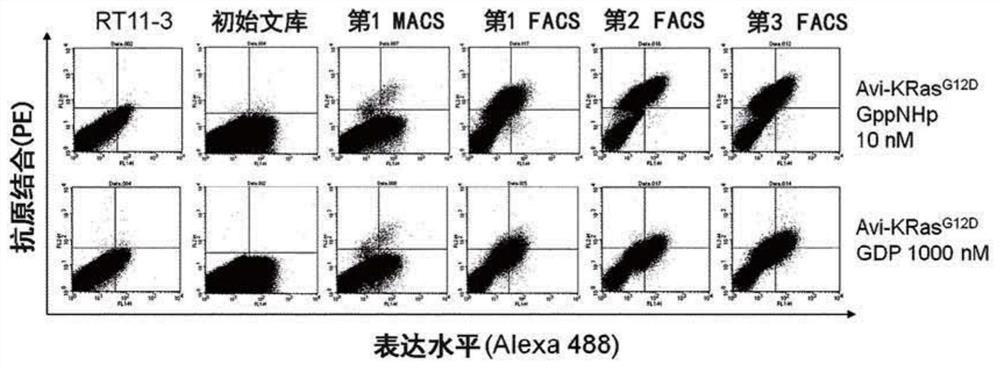 Antibody inhibiting activated ras in cell by internalizing into cytosol of cell, and use thereof