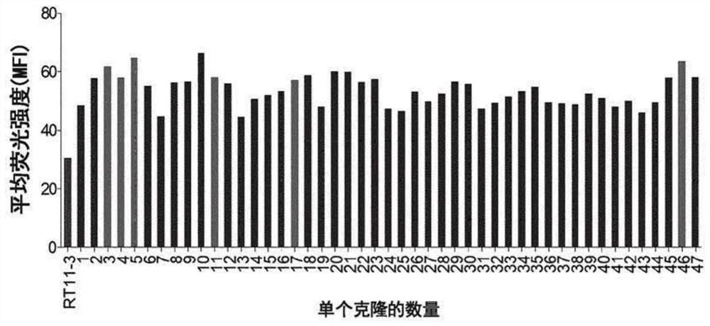 Antibody inhibiting activated ras in cell by internalizing into cytosol of cell, and use thereof