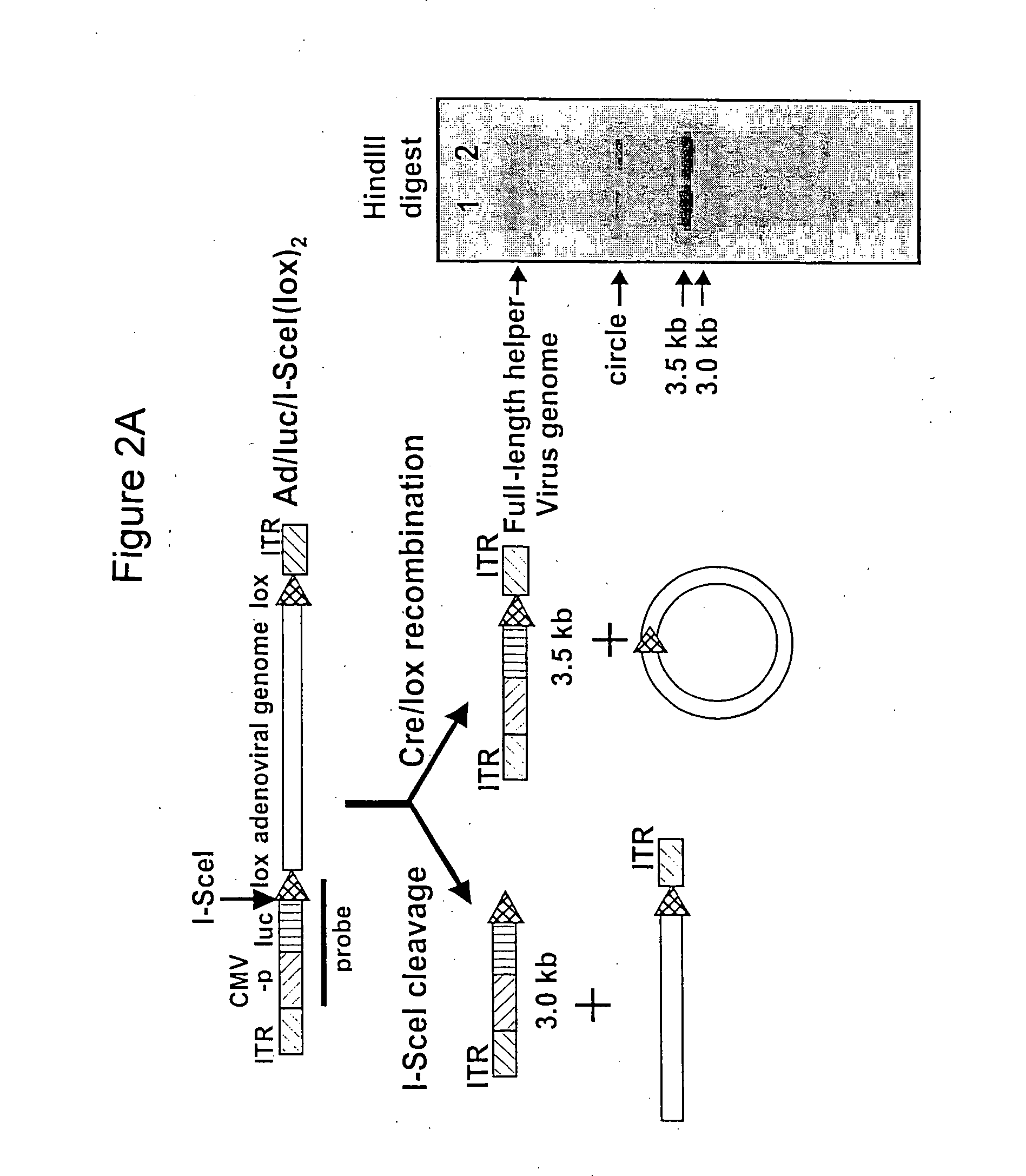 Helper dependent adenoviral vector system and methods for using the same