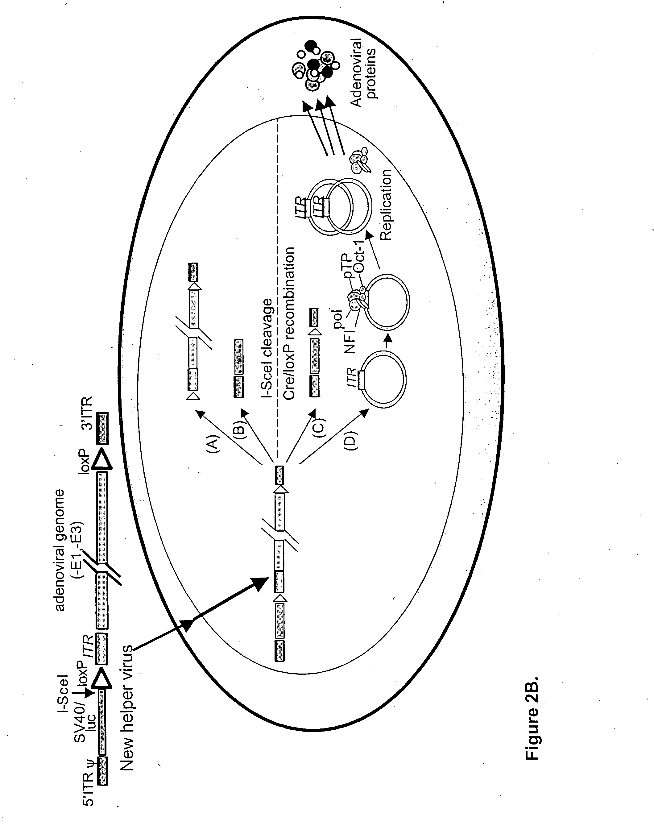 Helper dependent adenoviral vector system and methods for using the same