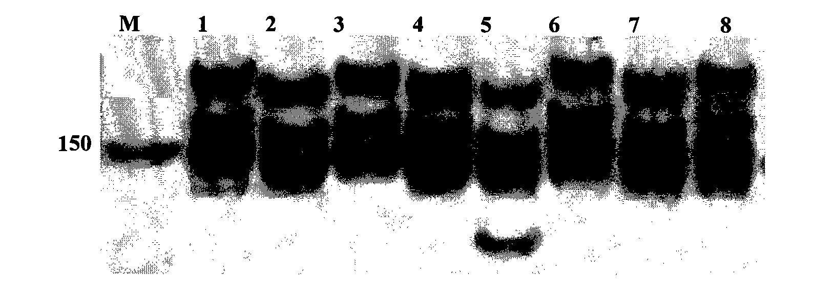 Flax micro-satellite DNA mark