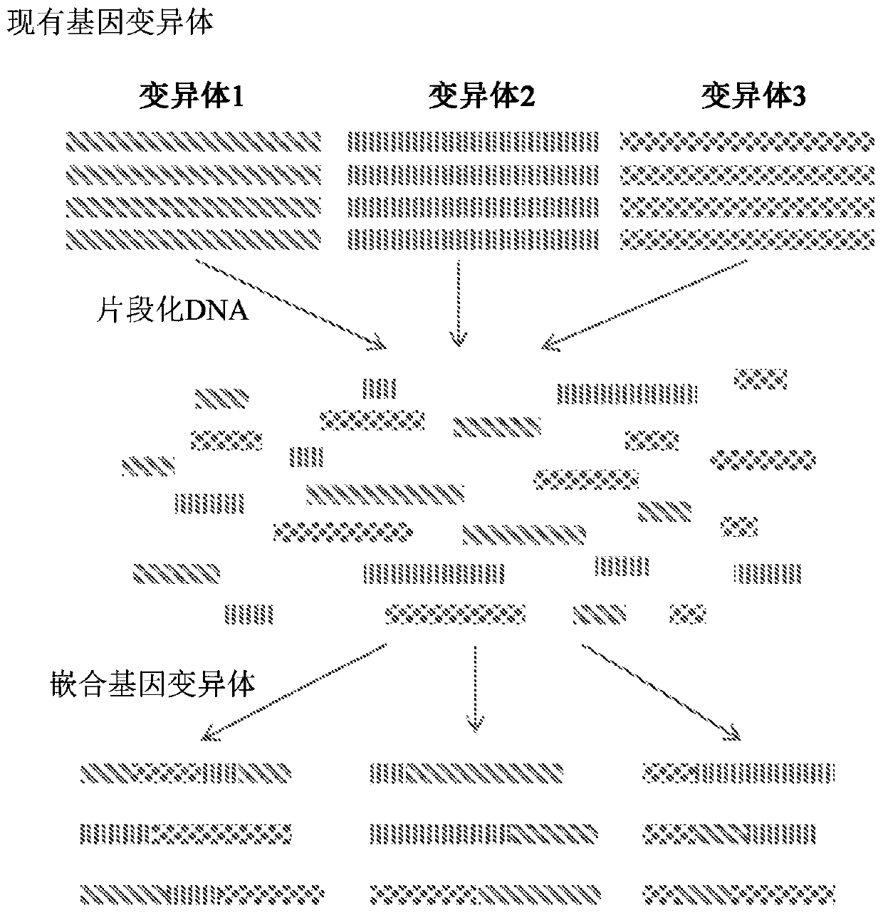 High throughput transposon mutagenesis