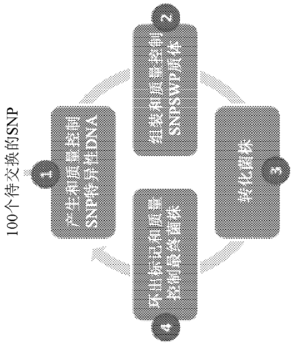 High throughput transposon mutagenesis