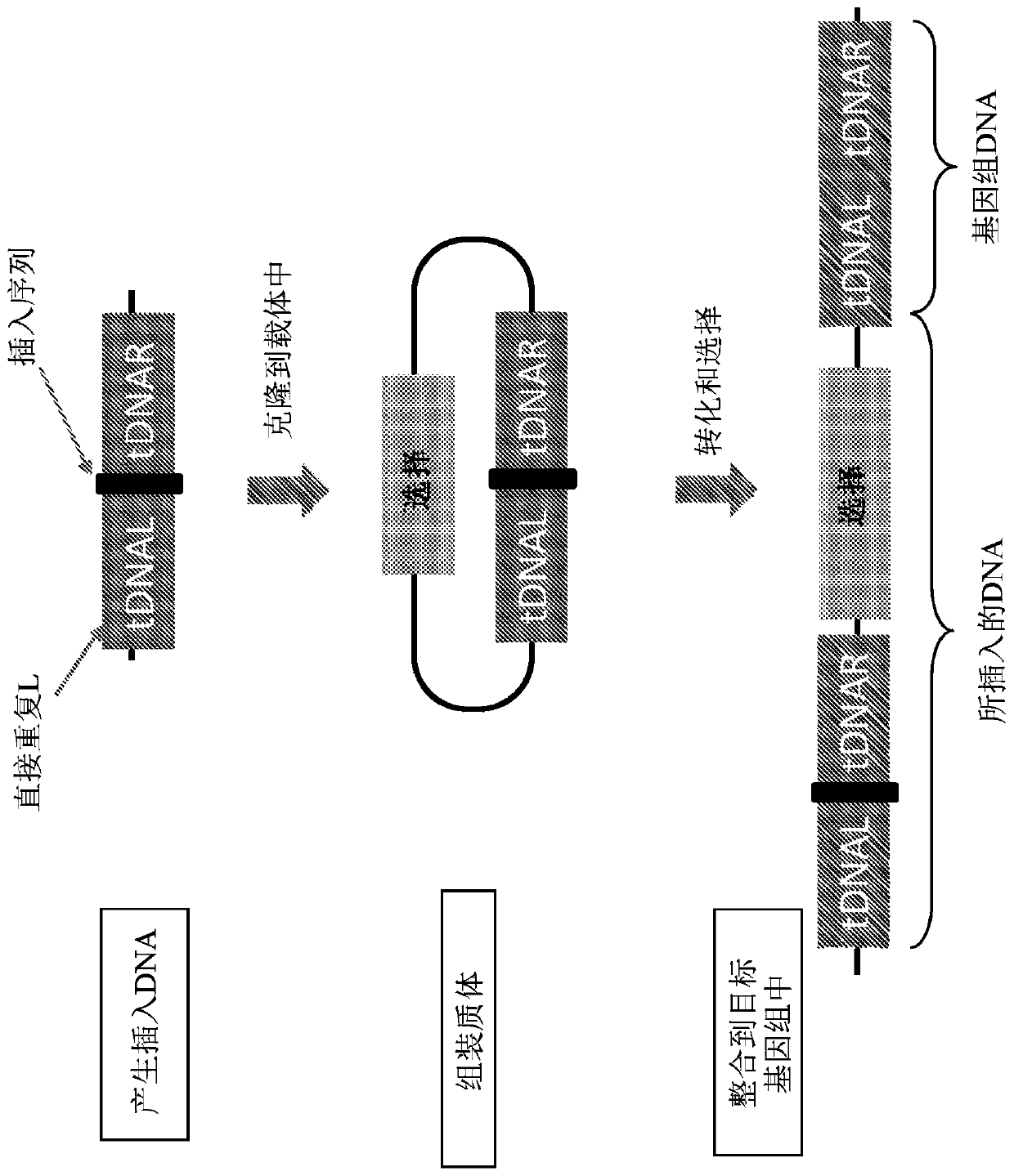 High throughput transposon mutagenesis