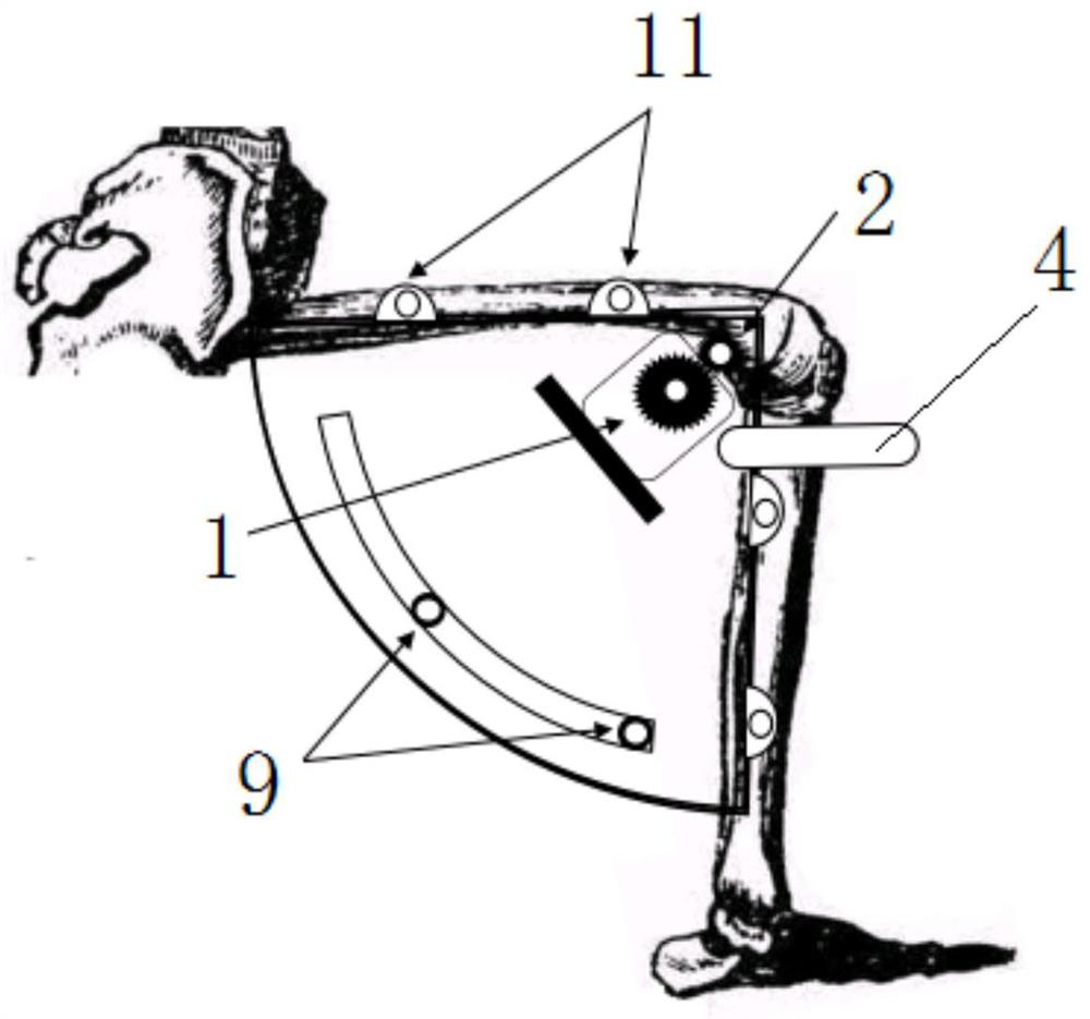 Knee joint training device