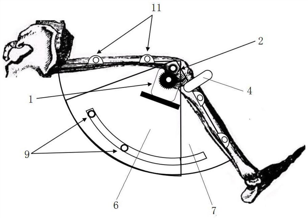 Knee joint training device