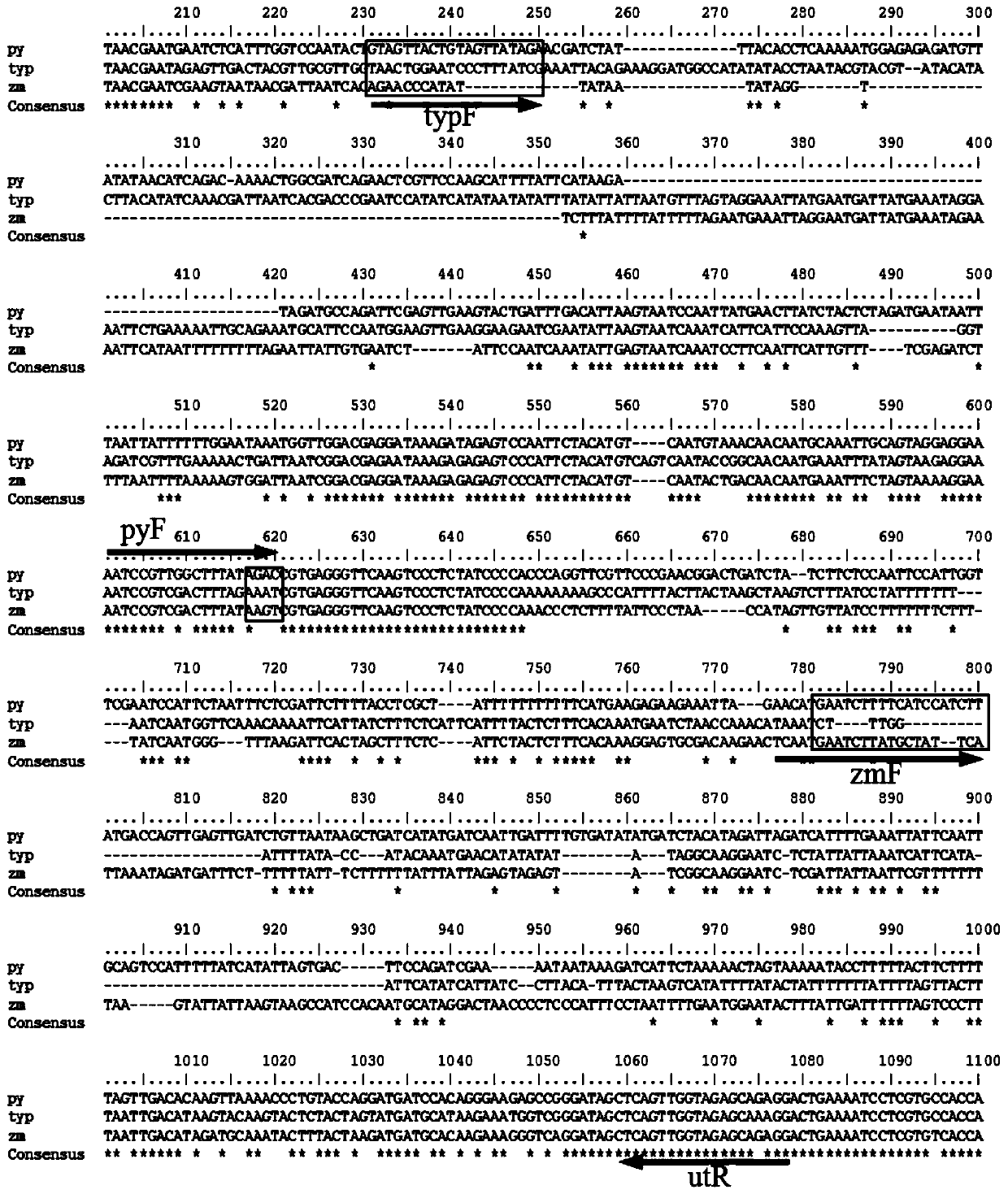 Method, special primer set and reagent kit for multiplex PCR identification of counterfeit product mixing of pine pollen