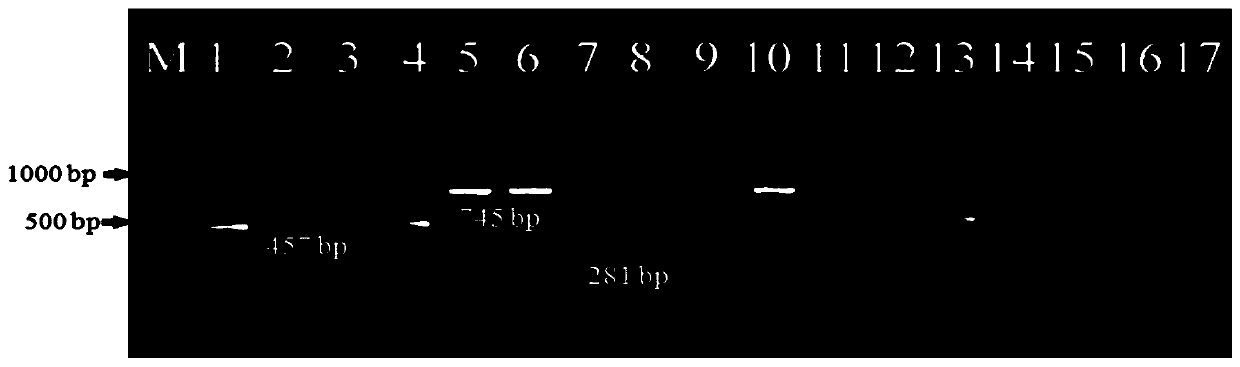 Method, special primer set and reagent kit for multiplex PCR identification of counterfeit product mixing of pine pollen