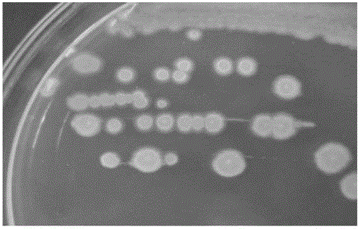 Bacillus amyloliquefaciens for preventing and curing tomato bacterial wilt and application of bacillus amyloliquefaciens