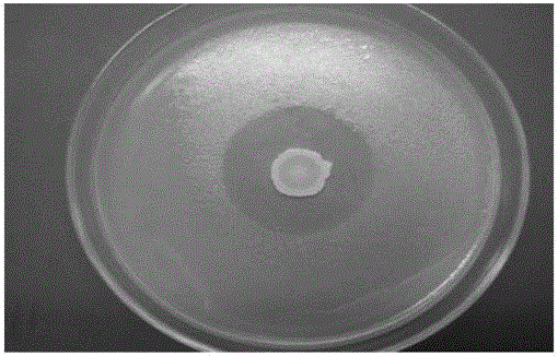 Bacillus amyloliquefaciens for preventing and curing tomato bacterial wilt and application of bacillus amyloliquefaciens