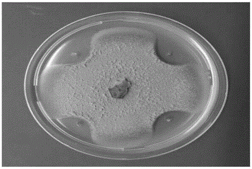 Bacillus amyloliquefaciens for preventing and curing tomato bacterial wilt and application of bacillus amyloliquefaciens