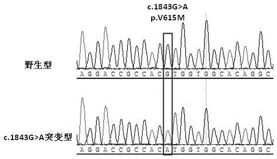 MTB (mycobacterium tuberculosis) rpoB mutant gene and application thereof