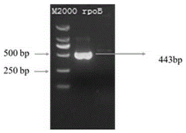 MTB (mycobacterium tuberculosis) rpoB mutant gene and application thereof