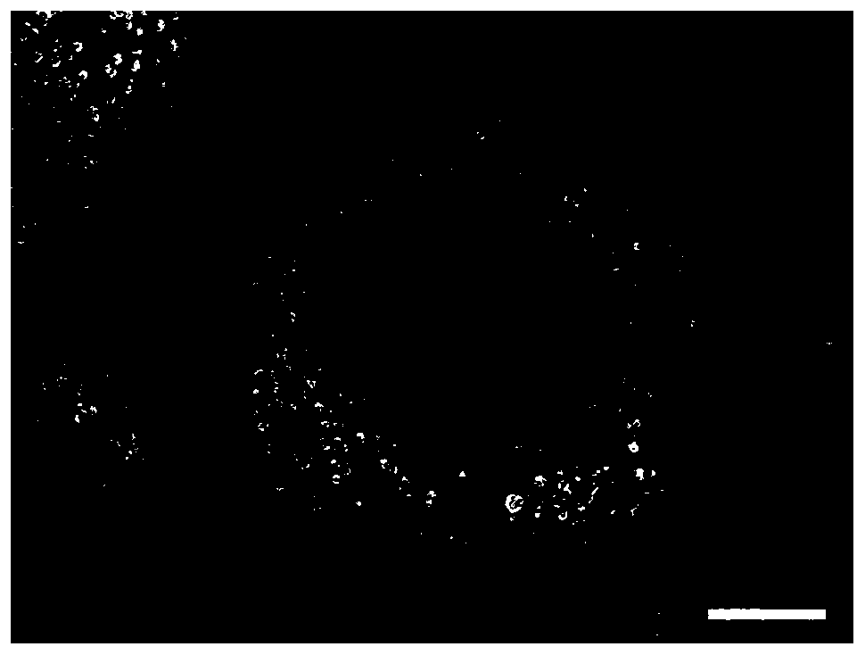 Anti-scouring and high-persistence pesticide microsphere and preparation method thereof