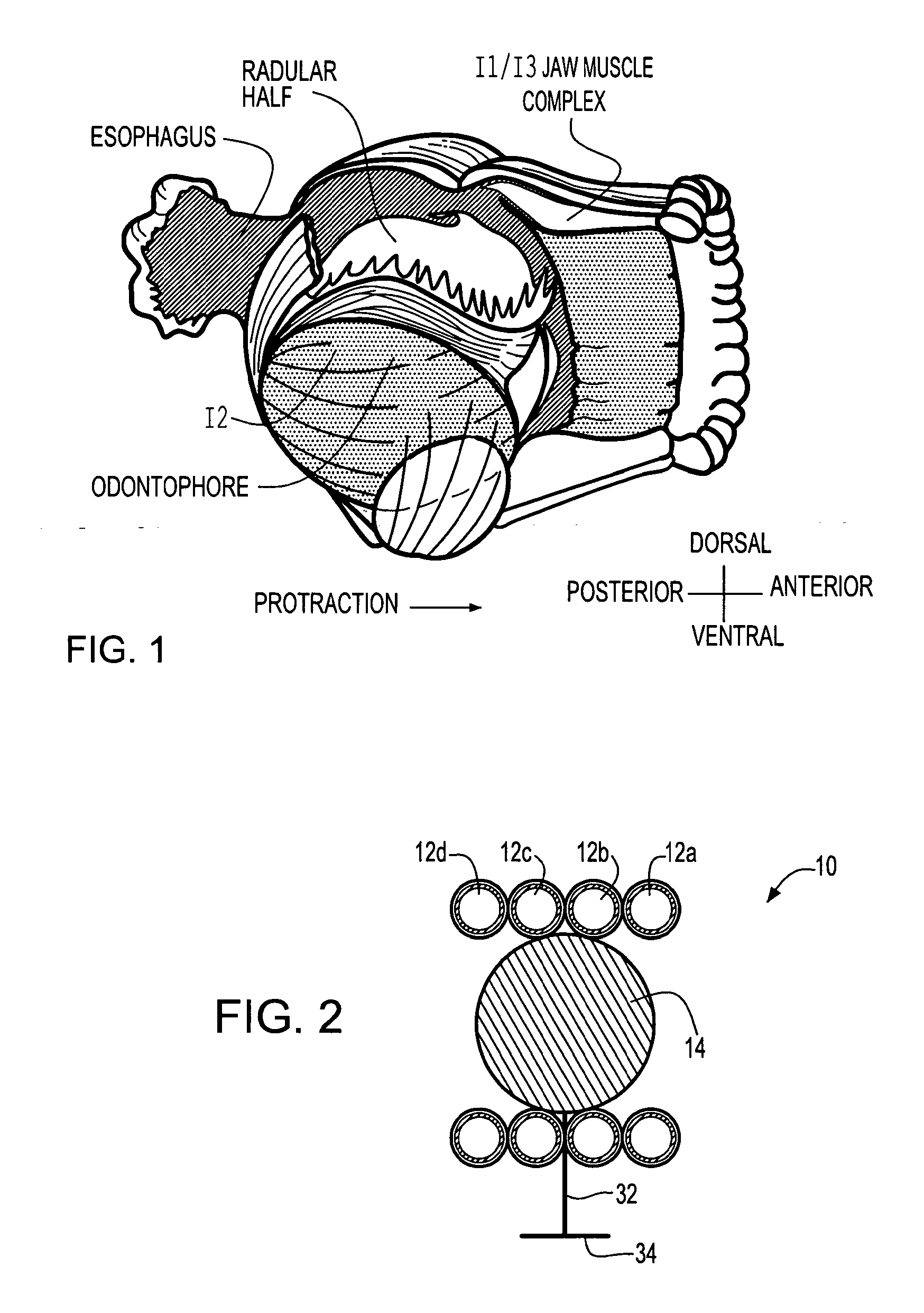 Biologically inspired gripping device