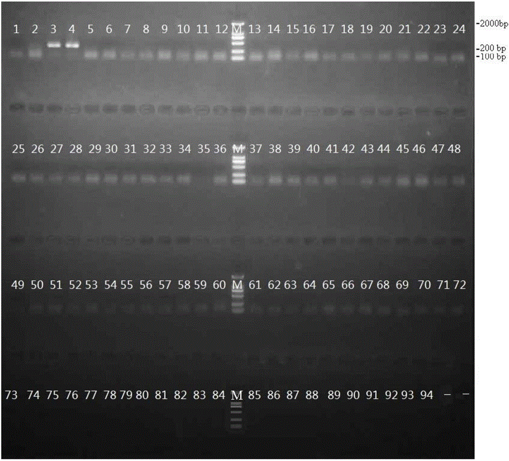 Vigna radiata specific PCR (polymerase chain reaction) primer pair and method for detecting vigna radiata in phytophagous insect bodies