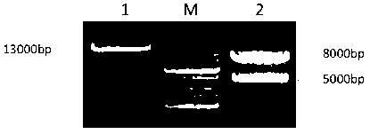 Method for culturing transgenic alfalfa with high sulfur-containing amino acid content and special materials thereof