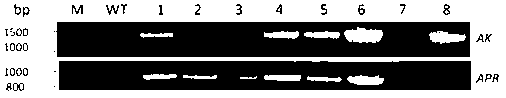 Method for culturing transgenic alfalfa with high sulfur-containing amino acid content and special materials thereof