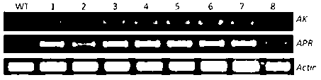 Method for culturing transgenic alfalfa with high sulfur-containing amino acid content and special materials thereof