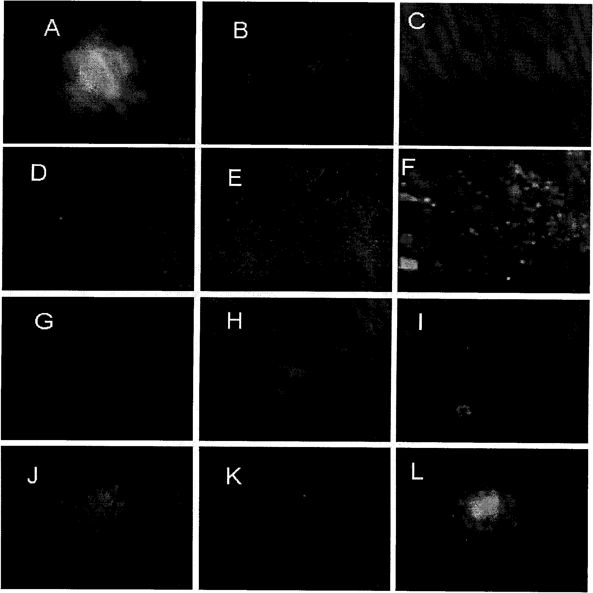 Method for in-vitro separation and culture of goat male germ stem cells