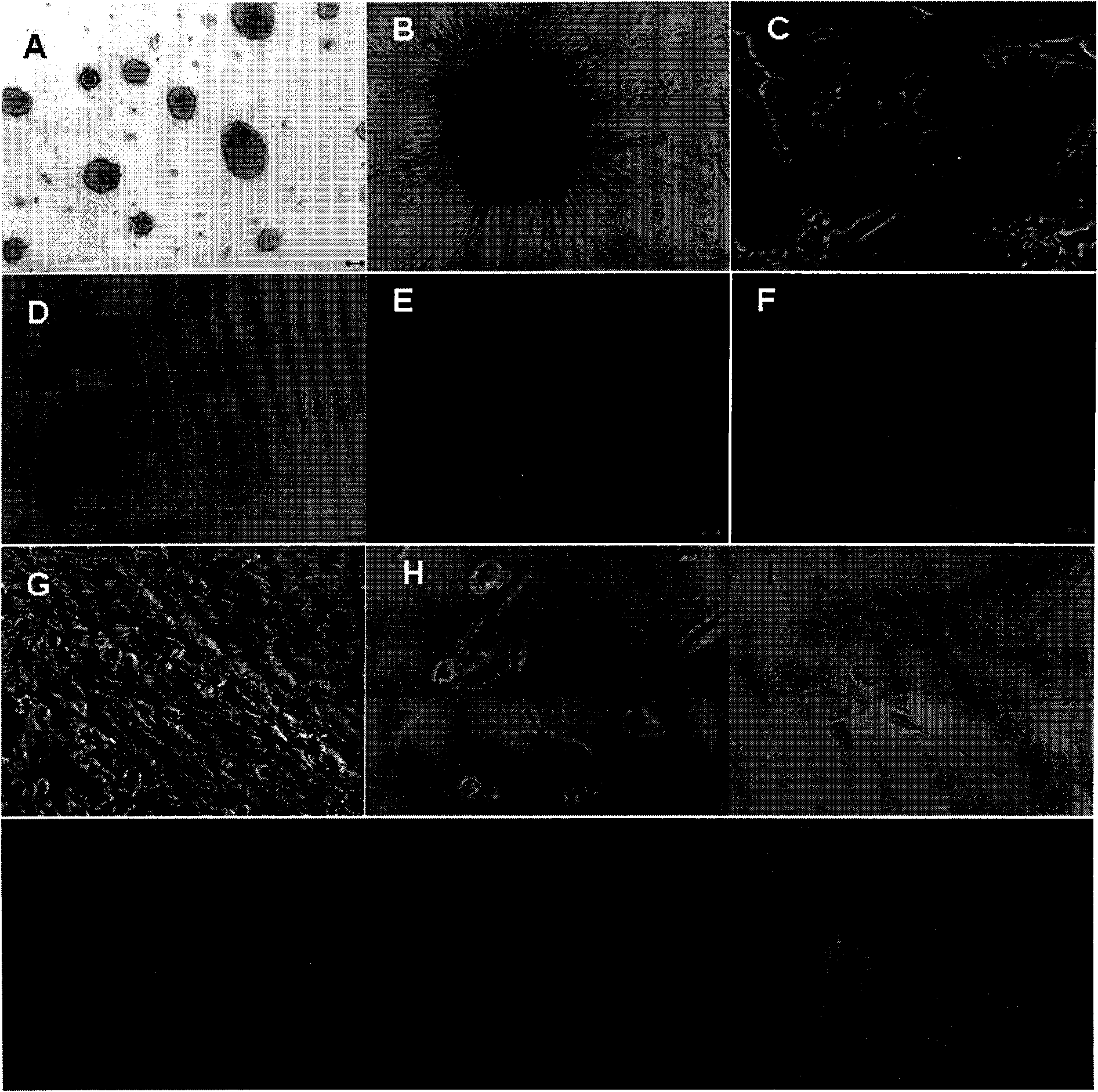 Method for in-vitro separation and culture of goat male germ stem cells