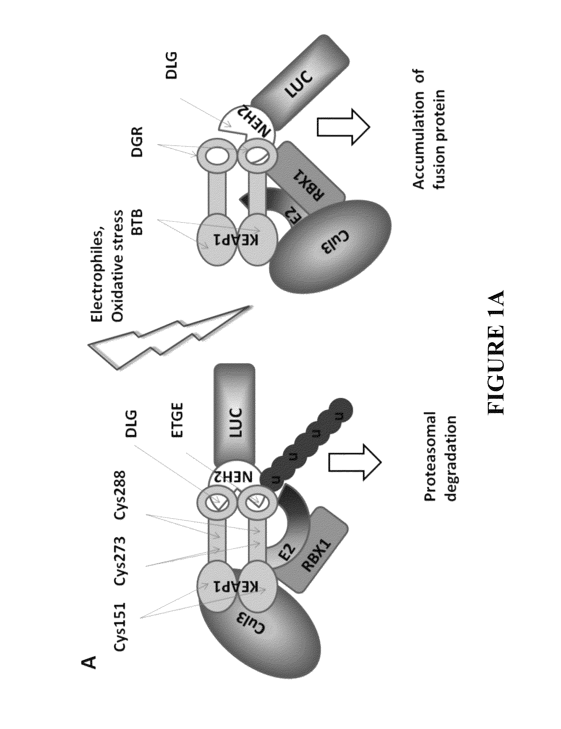 Reporter system for high throughput screening of compounds and uses thereof