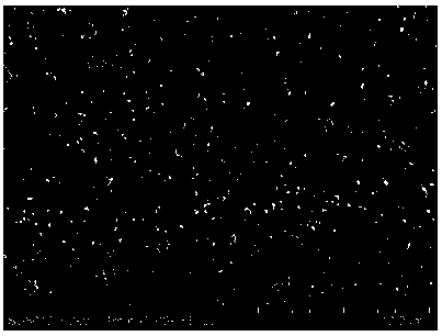 Monovalent selective cation exchange membrane based on cross-linked quaternary polyaniline and preparation method of monovalent selective cation exchange membrane