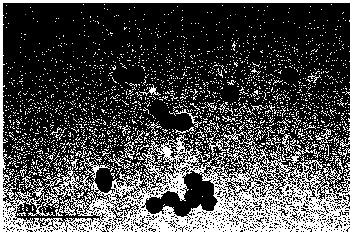 Preparation method of nano-gold immobilized beads and its application in thiram detection