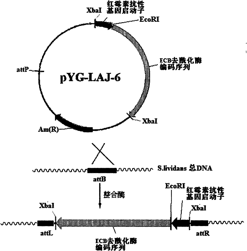 Gene engineering bacterium for efficiently converting Echinocandin B and preparation method thereof