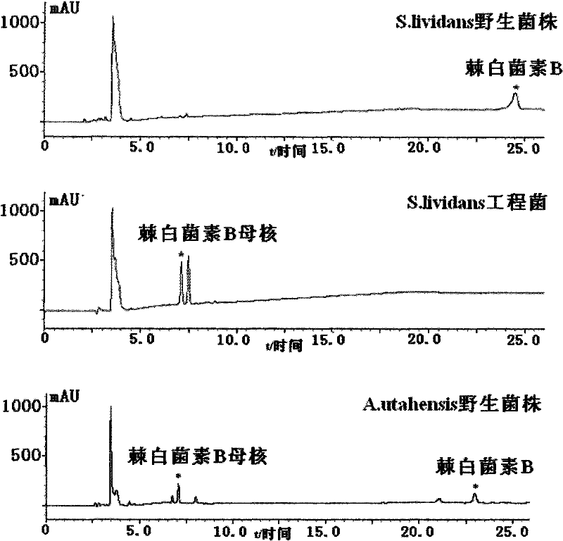 Gene engineering bacterium for efficiently converting Echinocandin B and preparation method thereof