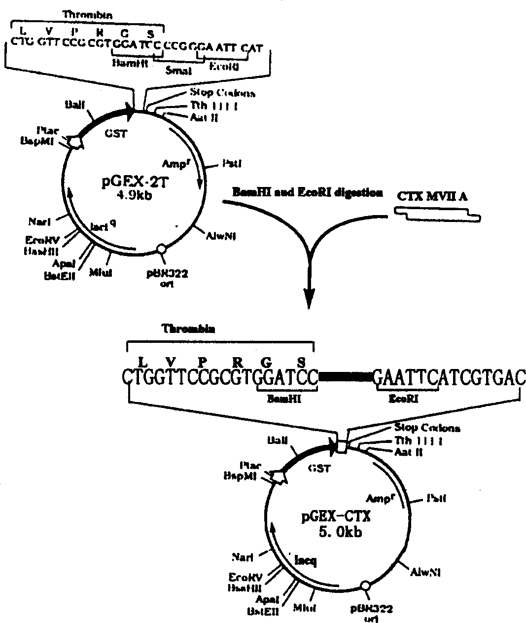 GST fusion expression of conotoxin MVII A gene and its use