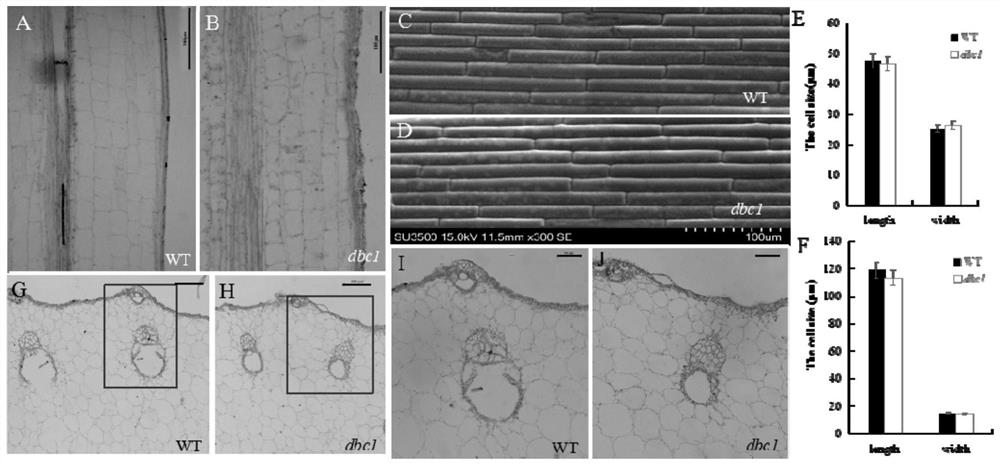 Regulatory gene of rice dwarf brittle mutant dbc1 and its application