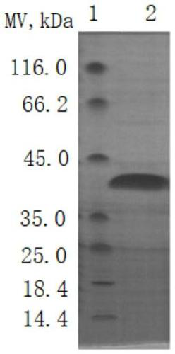 PIWI protein induced by nucleotide fragment and provided with specific endonuclease activity