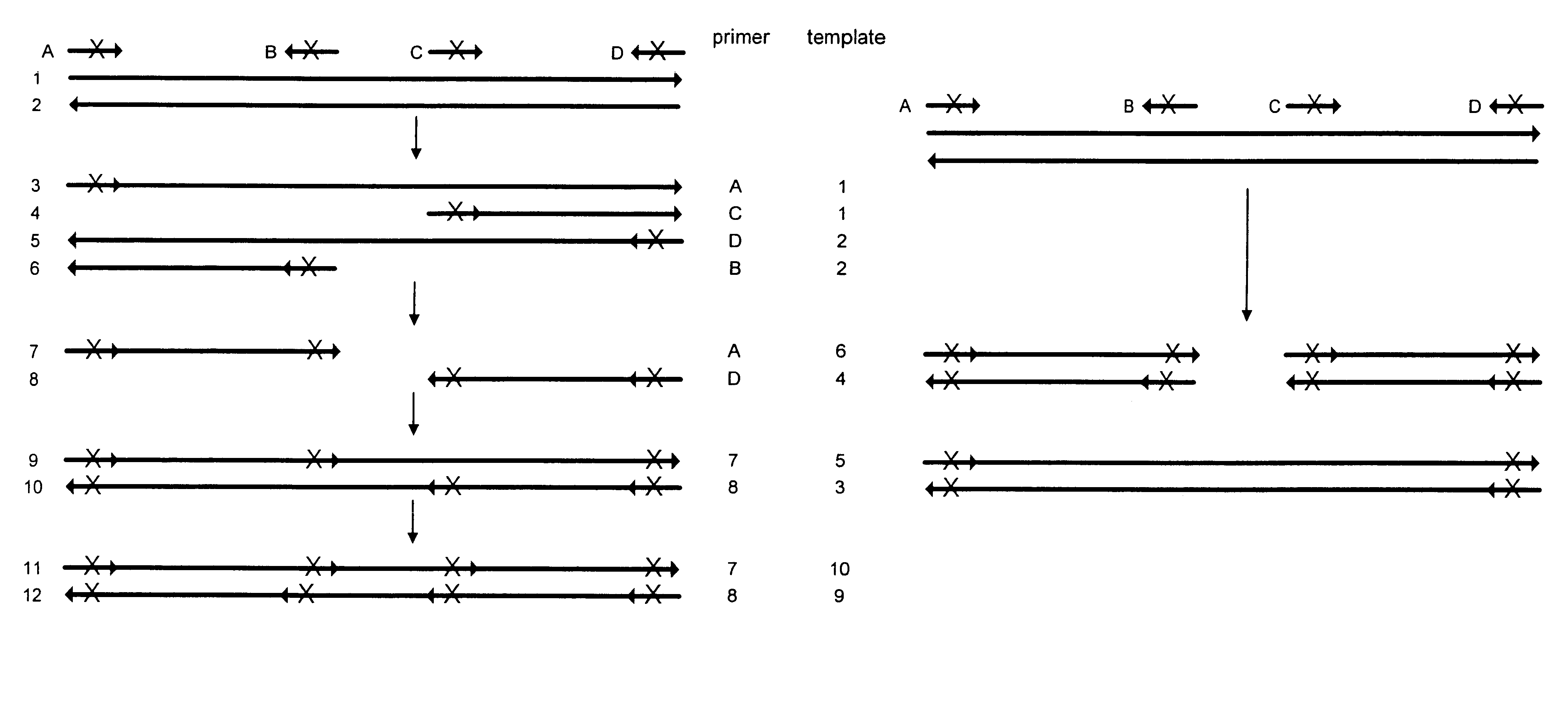 Method for generating a library of oligonucleotides comprising a controlled distribution of mutations