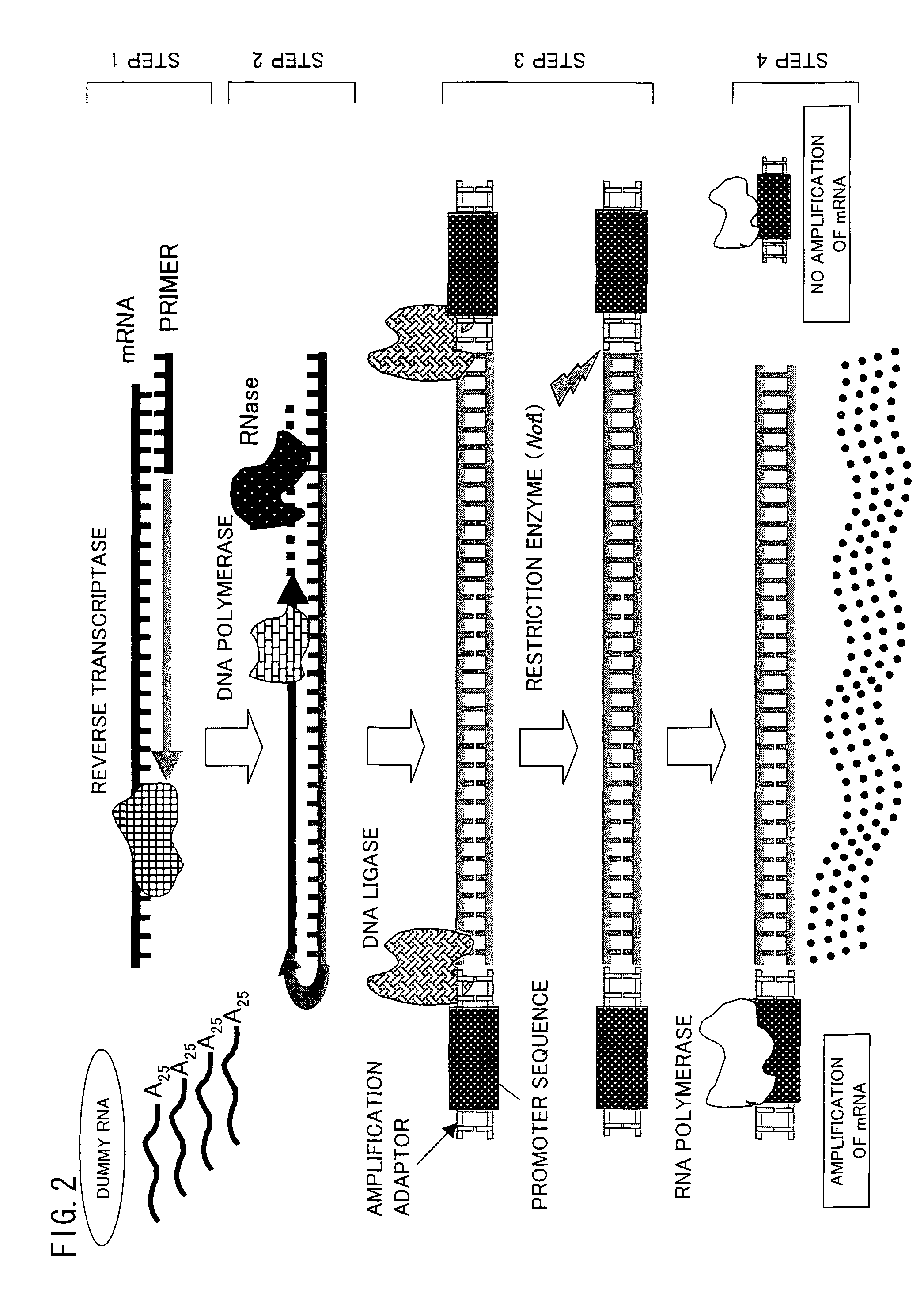 Trace mRNA amplification method and use thereof