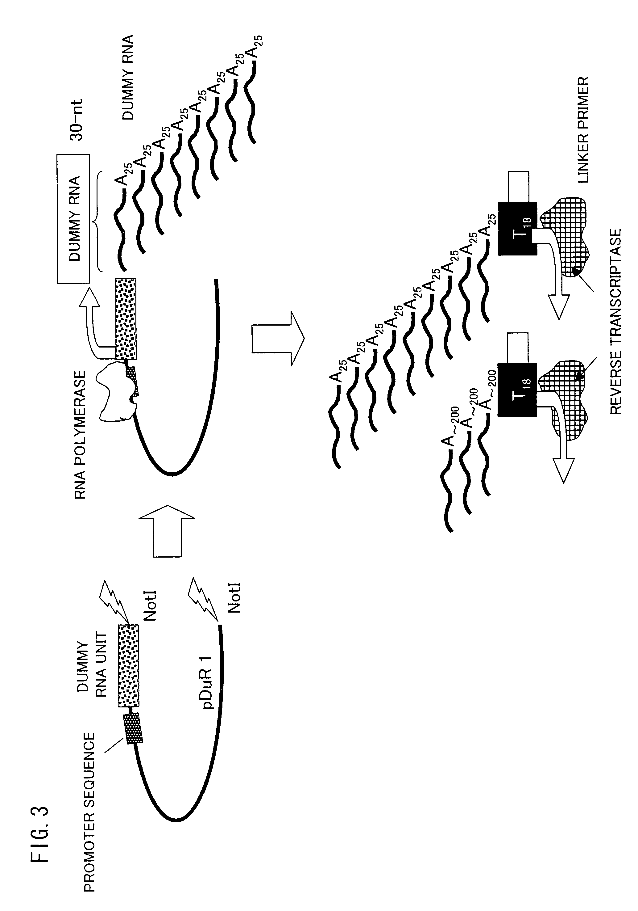 Trace mRNA amplification method and use thereof