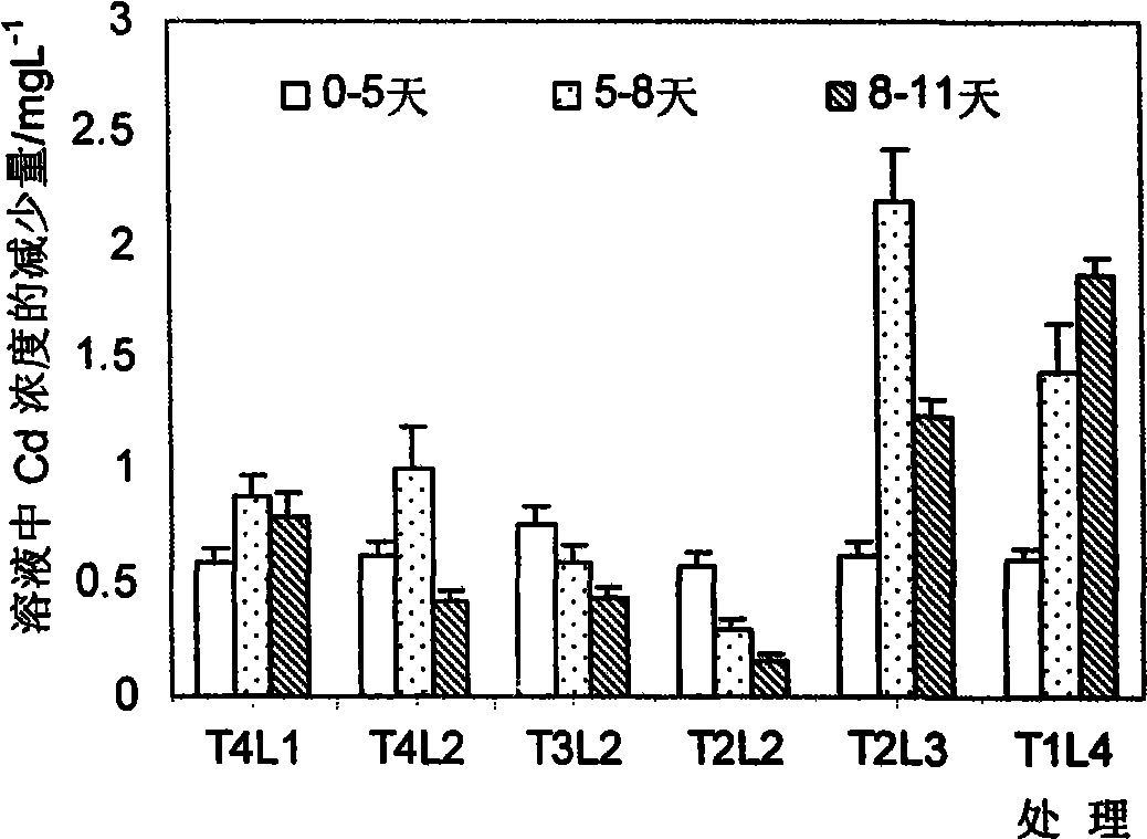 Plant repairing method for soil polluted by heavy metal cadmium