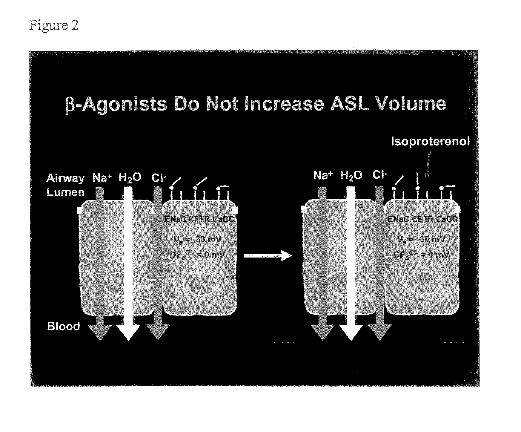 Phenyl substituted pyrazinoylguanidine sodium channel blockers possessing beta agonist activity