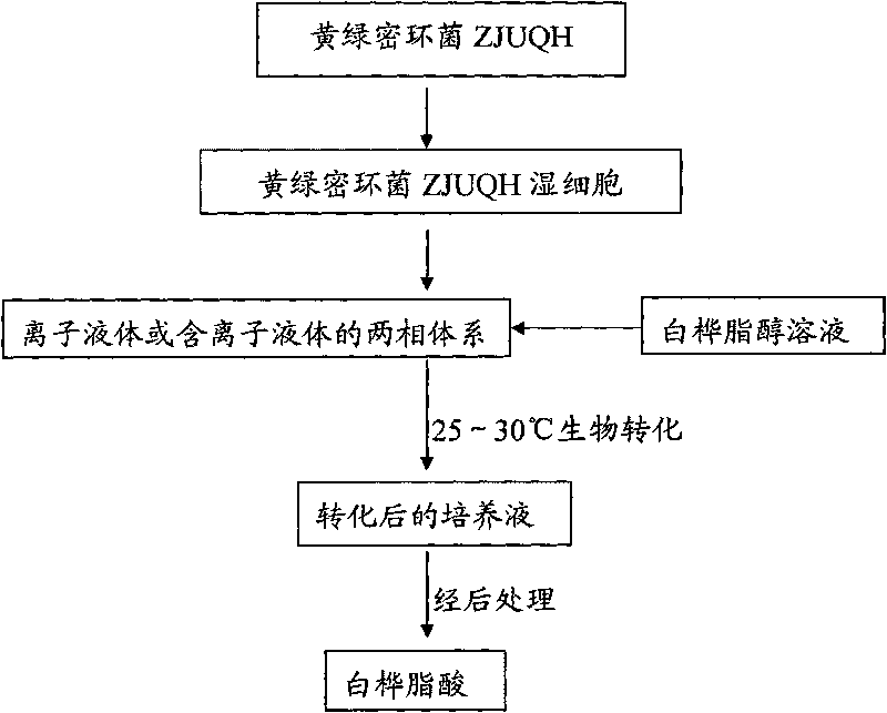 Method for synthesizing betulic acid by carrying out biocatalysis on betulin