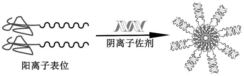 Preparation and application of cationic epitope vaccine